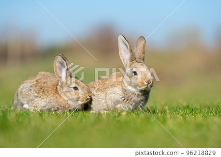 Rabbit or hare while in grass in autumn time Rabbit or hare while in grass in autumn time 96218829
