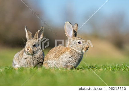 Rabbit or hare while in grass in autumn time Rabbit or hare while in grass in autumn time 96218830