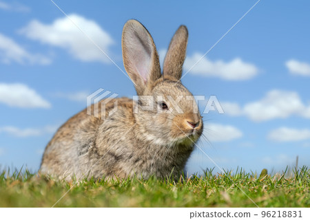 Rabbit or hare while in grass in autumn time Rabbit or hare while in grass in autumn time 96218831