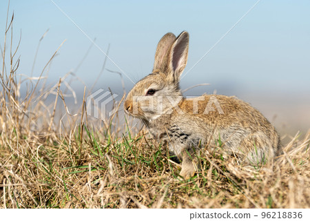 Rabbit or hare while in grass in autumn time Rabbit or hare while in grass in autumn time 96218836