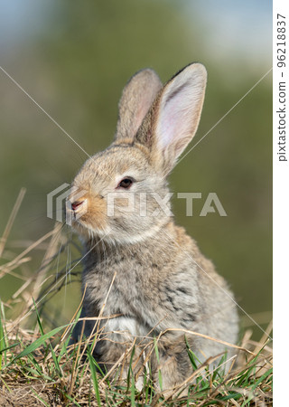 Rabbit or hare while in grass in autumn time Rabbit or hare while in grass in autumn time 96218837