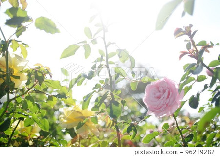 pink rose in backlight pink rose in backlight 96219282