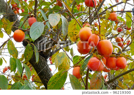 Rainy ripe persimmon Rainy ripe persimmon 96219300