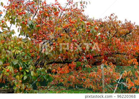 Wakayama Persimmon field with autumn leaves 96220368