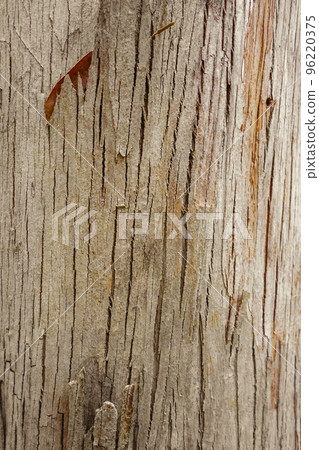 Eucalyptus wood texture 96220375