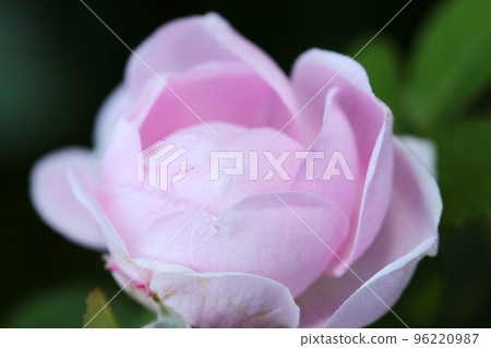 A macro close-up shot of a plump and pretty rose flower with a beautiful pale pastel pink gradation. 96220987