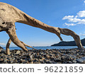 Driftwood overlooking the Omiko coast and the vast sea in Tokushima prefecture 96221859