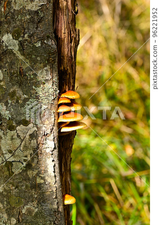 Kamikochi蘑菇 Kamikochi蘑菇 96221952