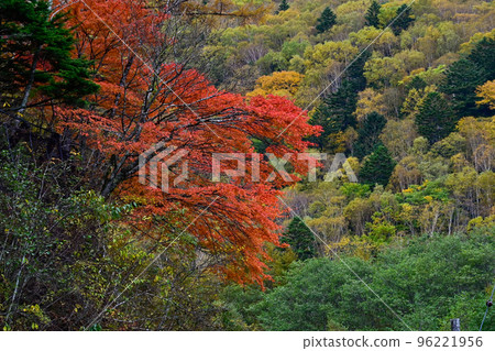 秋天的樹葉 96221956