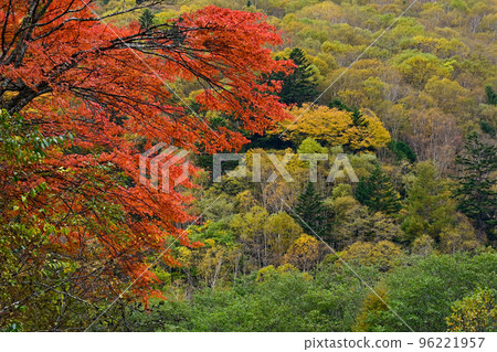 秋天的樹葉 96221957