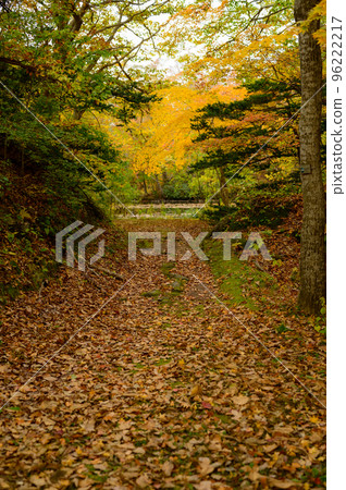deciduous path 96222217