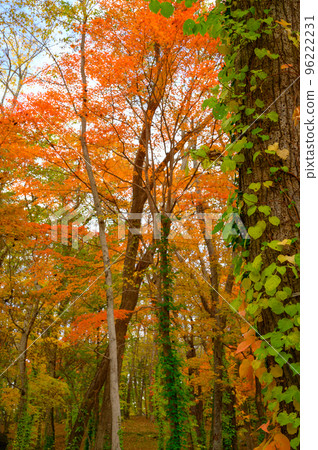 Autumn leaves trees 96222231