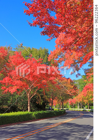 名古屋市和平公園附近的秋葉 名古屋市和平公園附近的秋葉 96222364