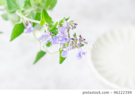 Cute Herb Catmint Flower 96222399