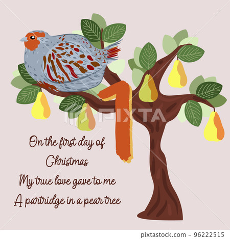 The twelve days of Christmas. First day. Partridge in a pear tree. Christmas concept. The twelve days of Christmas. First day. Partridge in a pear tree. Christmas concept. 96222515