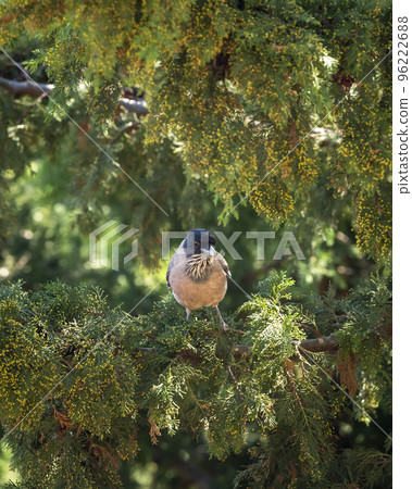 black headed jay or lanceolated jay or Garrulus lanceolatus closeup of bird in natural green background at dhikala jim corbett national park forest uttarakhand india asia 96222688