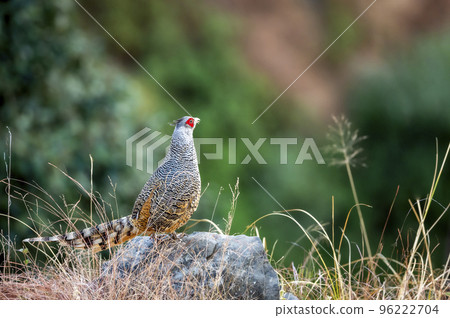 cheer pheasant or Catreus wallichii or Wallich's pheasant bird calling closeup in winter migration perched on rock in natural green background in foothills of himalaya forest uttarakhand india asia 96222704