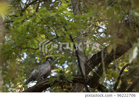 koklass pheasant or Pucrasia macrolopha portrait a high altitude bird in natural green background perched on tree at foothills of himalaya during winter wildlife excursion at uttarakhand india asia 96222706
