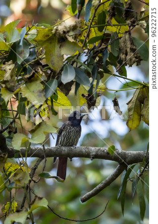 maroon oriole or oriolus traillii bird closeup perched in winter season natural green at dhikala zone of jim corbett national park forest reserve in foothills of himalaya uttarakhand india asia 96222715