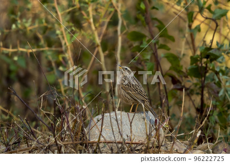 Upland pipit or Anthus sylvanus bird perched on rock in natural green background at foothills of himalaya uttarakhand india asia 96222725