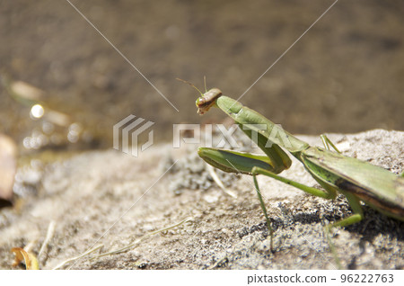 Praying mantis I met in autumn Praying mantis I met in autumn 96222763