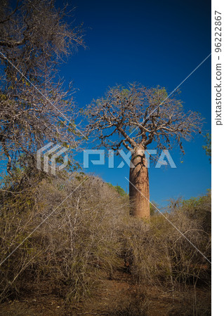 Landscape with Adansonia rubrostipa aka fony baobab tree in Reniala reserve , Toliara, Madagascar 96222867