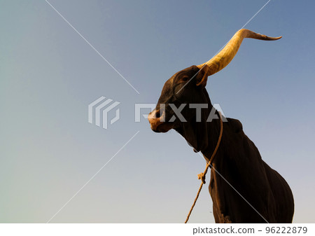 Portrait of ankole-watusi bighorned bull, Agadez cattle market, Niger 96222879