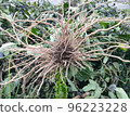 eggplant root 96223228