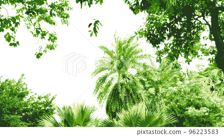 熱帶葉框_時尚熱帶材料_背景透明矢量圖 96223583