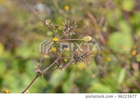 "Sticking insect" Kosendangsa "Sticking insect" Kosendangsa 96223677