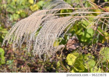 Japanese pampas grass growing in the grassland Japanese pampas grass growing in the grassland 96223678