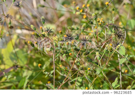 "Sticking insect" Kosendangsa 96223685