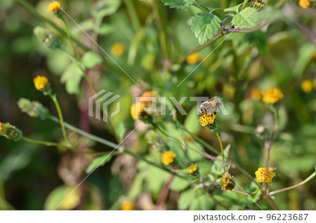"Sticking insect" A bee perched on a flower of Kosendangusa 96223687