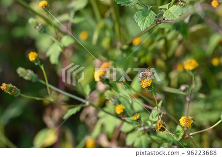 "Sticking insect" A bee perched on a flower of Kosendangusa "Sticking insect" A bee perched on a flower of Kosendangusa 96223688