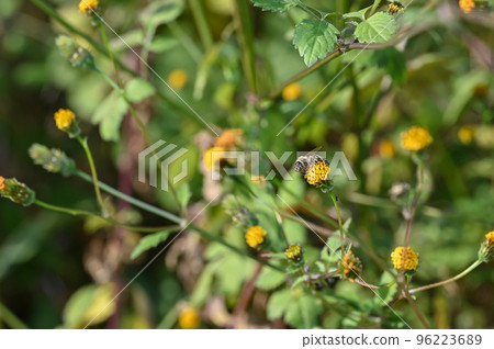 "Sticking insect" A bee perched on a flower of Kosendangusa 96223689