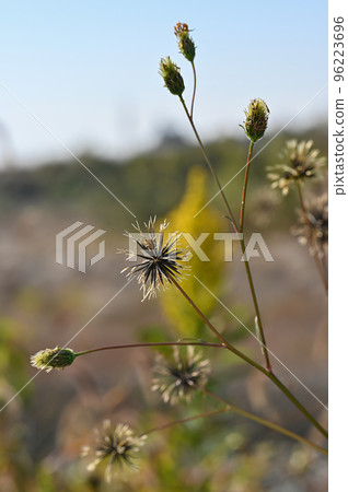 "Sticking insect" Kosendangsa 96223696