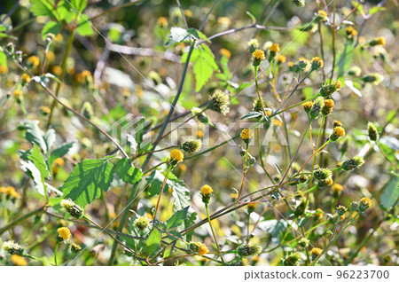 "Sticking insect" Kosendangsa 96223700