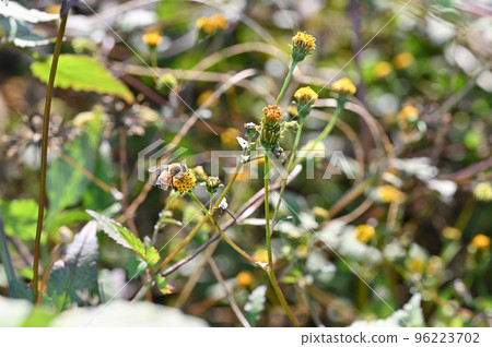 “粘蟲” 一隻蜜蜂棲息在科仙丹古薩的花上 “粘蟲” 一隻蜜蜂棲息在科仙丹古薩的花上 96223702