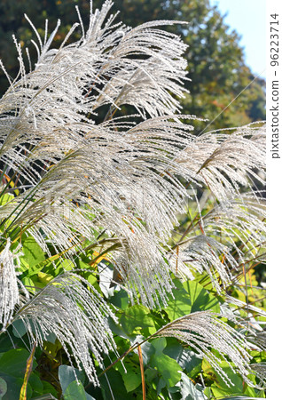 Japanese pampas grass growing in the grassland Japanese pampas grass growing in the grassland 96223714