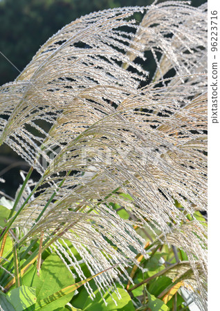 Japanese pampas grass growing in the grassland Japanese pampas grass growing in the grassland 96223716