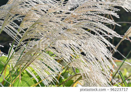Japanese pampas grass growing in the grassland Japanese pampas grass growing in the grassland 96223717