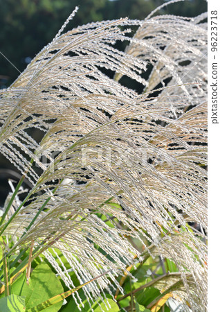 Japanese pampas grass growing in the grassland Japanese pampas grass growing in the grassland 96223718