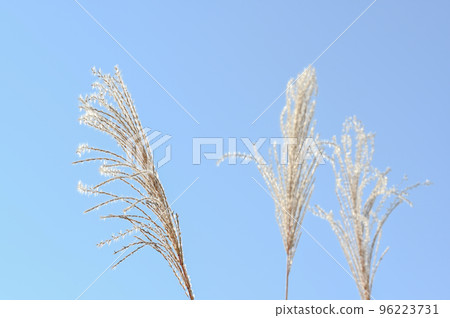 Japanese pampas grass growing in the grassland Japanese pampas grass growing in the grassland 96223731