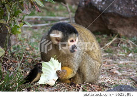 Squirrel monkey Squirrel monkey 96223993
