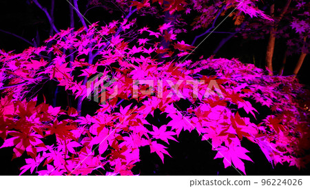 照明秋葉_2 96224026