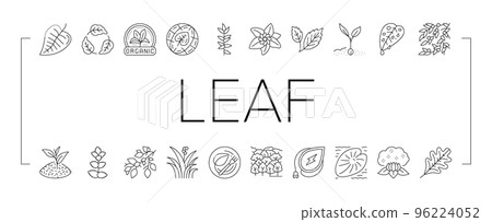 Leaf Branch Natural Foliage Tree Icons Set Vector 96224052