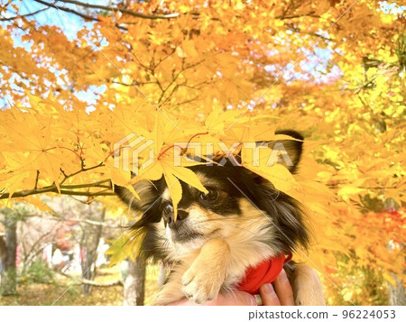 用黃色秋葉蓋的 Pomechiwa 小狗 96224053