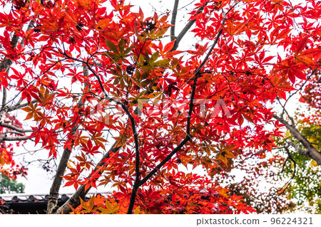 Autumn leaves Autumn leaves 96224321