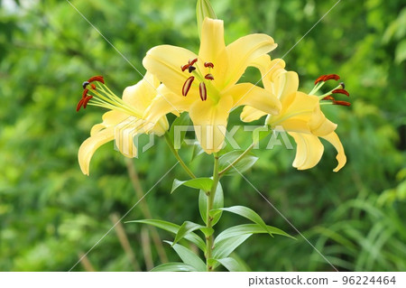 Large lilies, oriental hybrids, yellow flowers, natural background 96224464