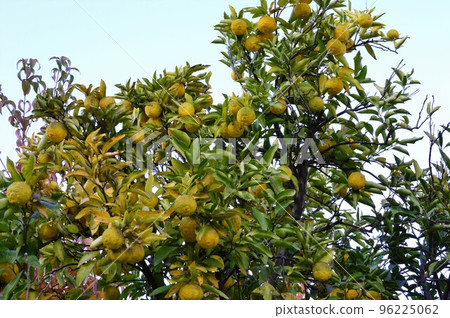 柚子果 96225062